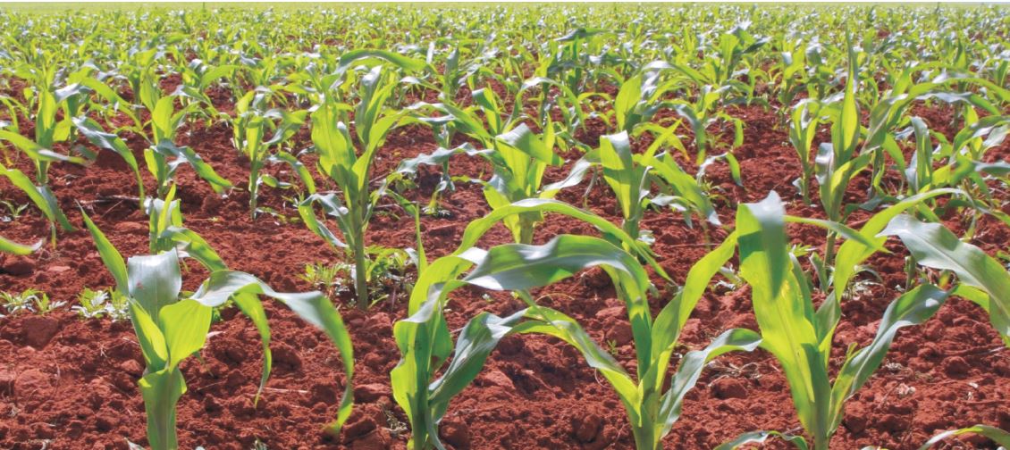 The Role of GMOs in South Africa’s Response to the Climate Crisis